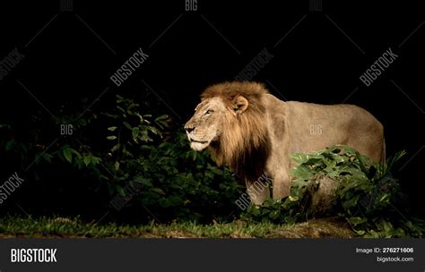 Majestic Lion King Image And Photo Free Trial Bigstock