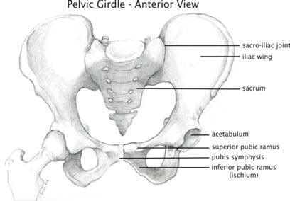 The fibers then decussate to. Pelvis Injuries - The American Association for the Surgery ...