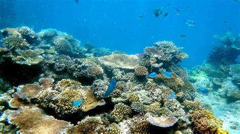 Humans Are Helping Coral Evolve To Survive Climate Change Climate