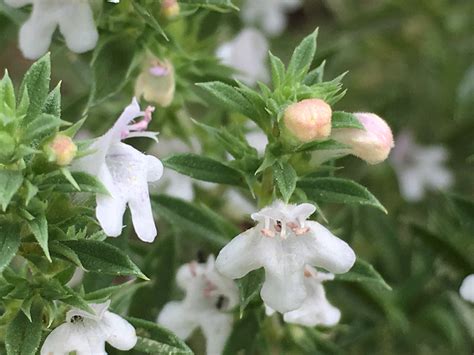 Winter Savory A Beneficial Herb For The Garden
