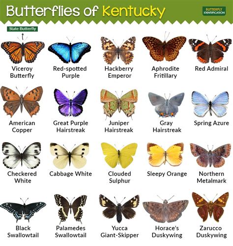 Types Of Butterflies In Kentucky Types Of Butterflies Butterfly