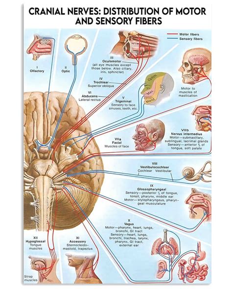 Cranial Nerves Distribution Of Motor And Sensory Fibers Motor Poster