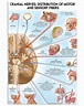 Cranial Nerves Distribution Of Motor And Sensory Fibers Motor Poster ...
