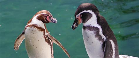 Same Sex Penguin Couple Raise Worlds First Penguin Chick To Not Have