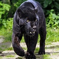 pantera negra en la selva - TopHoy