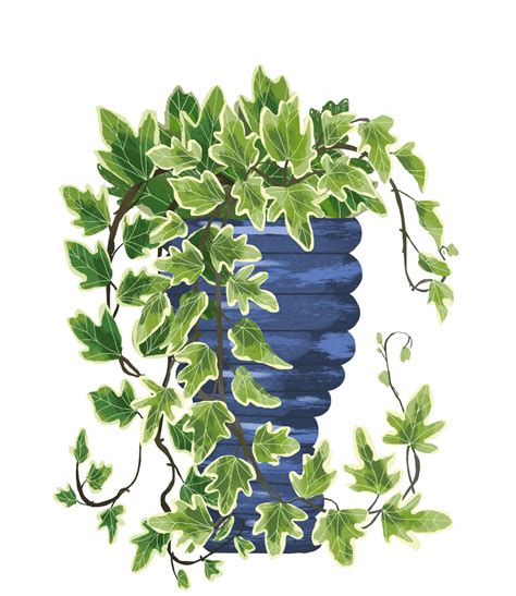 English Ivy Plant Care Guide