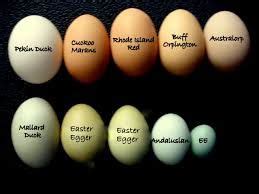 Image Result For Red Star Chicken Egg Chicken Egg Colors Egg Laying