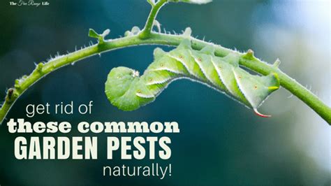 Get Rid Of These Common Garden Pests Naturally The Free Range Life