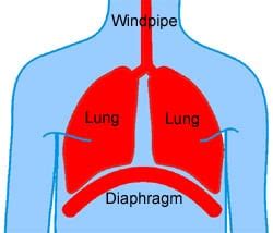 On each side of the chest seven ribs are connected with the. How to Sing From Diaphragm - BecomeSingers.Com