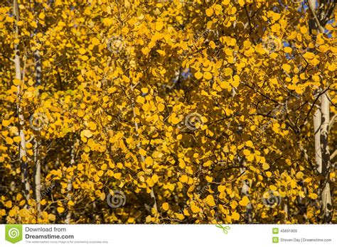 Close Up Of Autumn Yellow Quaking Aspen Leaves Stock Image Image Of