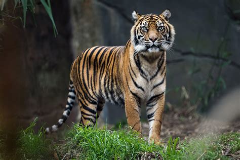 Mewaspadai Penyakit Yang Menyerang Anak Harimau Sumatera