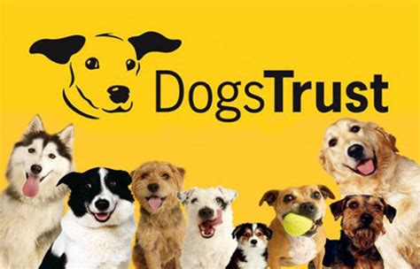 Dogs Trust Various Projects On Content Led Broadcast Pr Agency In