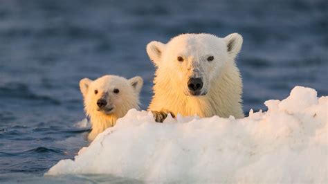 How Do Polar Bears Reproduce