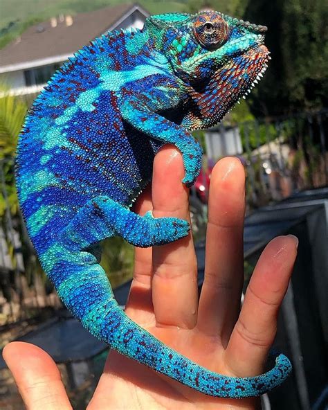 A Small Blue Chamelon Sitting On Top Of A Persons Hand In Front Of A House