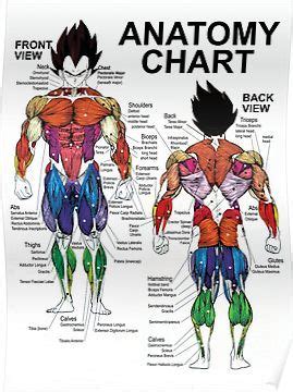 Muscle charts of the human body for your reference value these charts show the major superficial and deep muscles of the human body. Anatomy Chart - Muscle Diagram - Exercise Science Poster | Muscle anatomy, Muscle diagram, Anatomy