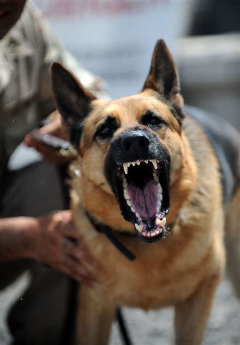 Adult German Shepherd Barking Working Dog Military Growling