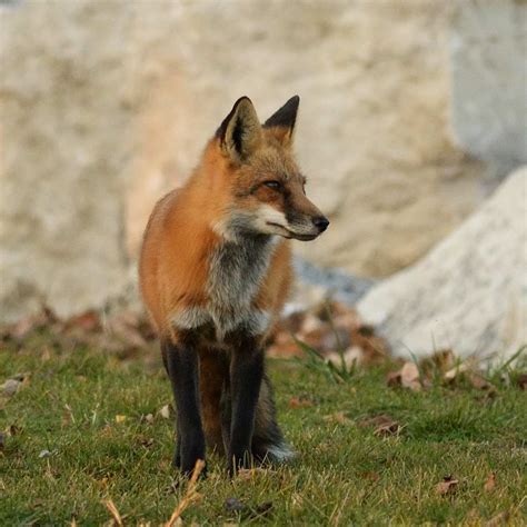 Male Red Fox Male Red Fox On The Sumemrfest Grounds Adjace Flickr