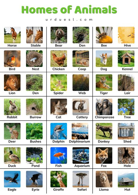 Homes Of Animals With Names And Pictures Download Pdf Animals And