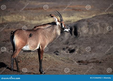 Roan Antelope Hippotragus Equinus Near Waterholes Stock Photo Image