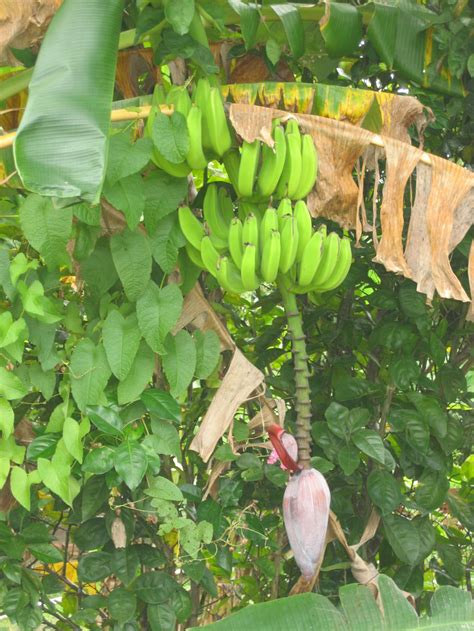 A fruit tree may not have a particularly high yield in its first year. Caribbean Fruit & Vegetables | Tan Rosie