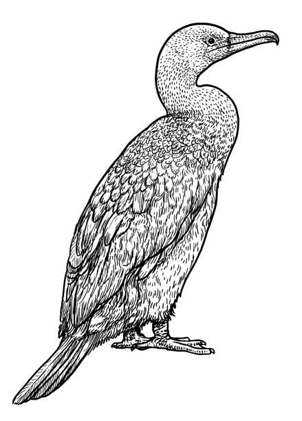 Cormorant Illustrations Royalty Free Vector Graphics And Clip Art Istock