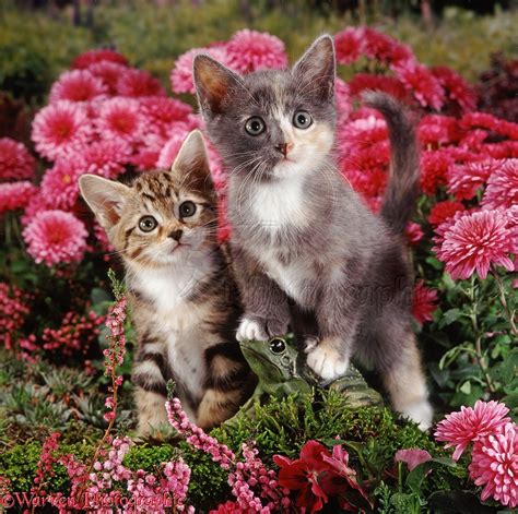 Kittens And Flowers Photo Wp37477