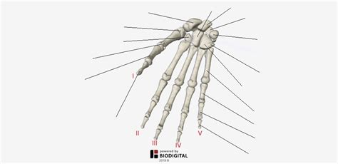 Structures Of The Hand Appendicular Skeleton Diagram Quizlet