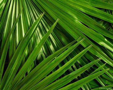 Palm Sunday Wallpapers Wallpaper Cave