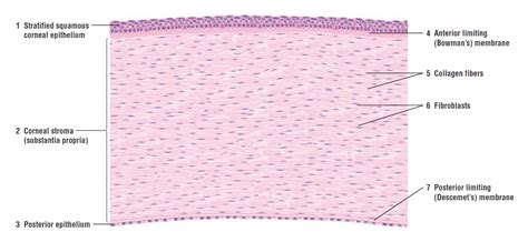 Corneal Epithelium Histology