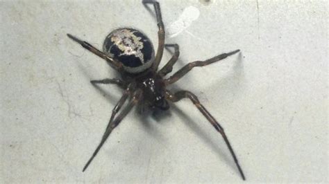 False Widow Spider Sightings In The Uk On The Rise Bbc News