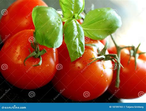 Tomatoes And Basil Stock Image Image Of Plant Healthy 18709765