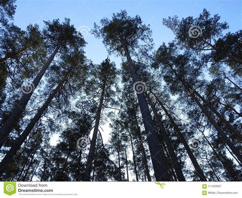 Beautiful Pine Trees In Forest Lithuania Stock Image Image Of Pine