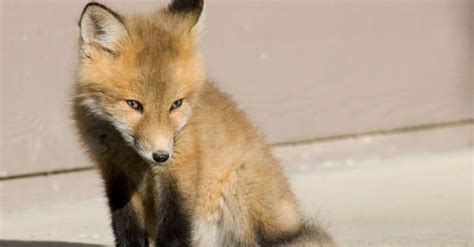 Foxes In Utah Types And Where They Live A Z Animals