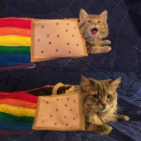 Nyan Cat Irl Then Vs Now Funny Cat Pictures Funny Cat Photos Funny