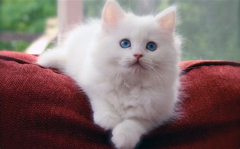 Download Wallpapers Siberian Cat Pets Kitten Cats White Siberian