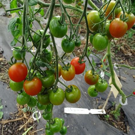Plants Tomates Cerise Rouge Maraicher 100 Bio Plantzone