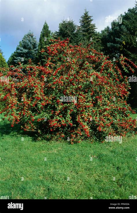 Cotoneaster Cornubia Shrub Bearing Red Berries Stock Photo Alamy