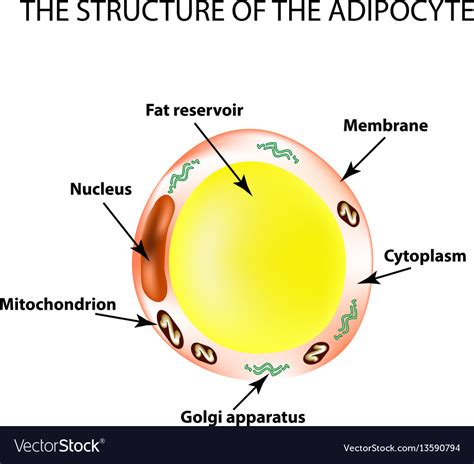 The Anatomical Structure Of The Fat Cells Vector Image