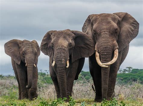 Elefanten Foto And Bild Natur Tiere Wildlife Bilder Auf Fotocommunity