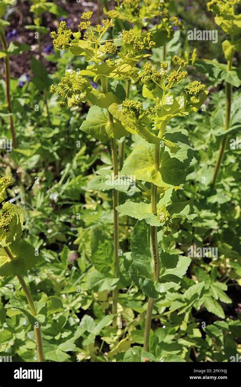 Smyrnium Perfoliatum Perfoliate Alexanders Green Yellow Flowers In