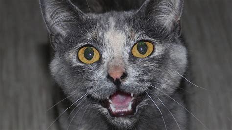 Maintaining a healthy, happy, safe environment is an important part of what we do. Cats Cradle Animal Rescue - YouTube