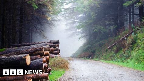 Forestry Devolution Plans Stripped Back By Msps Bbc News