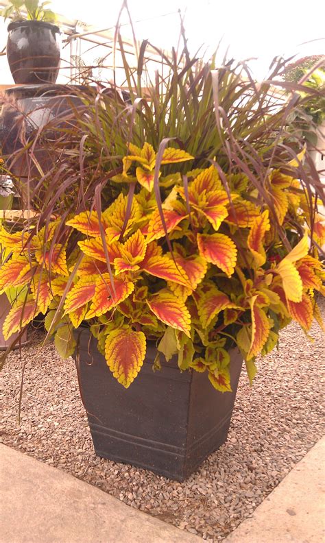 Coleus Adds Color To Any Pot Fall Container Gardens Fall Planters