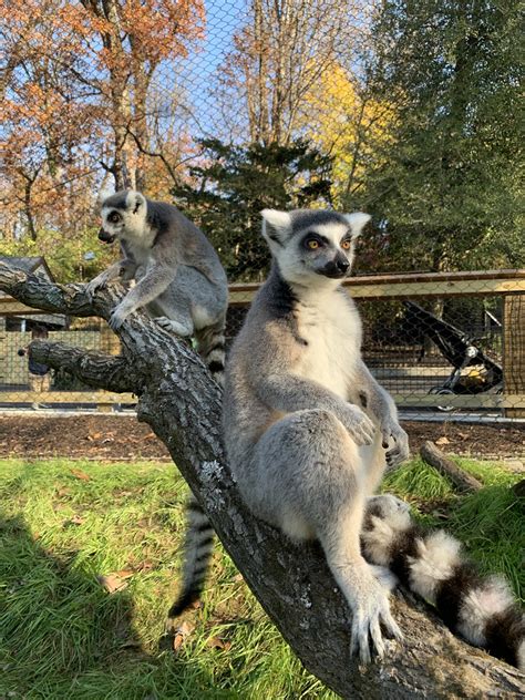 Ring Tailed Lemurs Sitting On Tree Brandywine Zoo