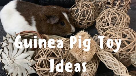 Guinea Pig Chew Toy Ideas Youtube