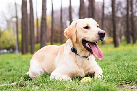 10 Best Labrador Retriever Rescues For Adoption 2024 Our Top 10 Picks