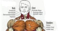 Muscle whose main job is to elevate a body part. Major muscles of the body, with their COMMON names and SCIENTIFIC (Latin) names YOUR JOB is to ...