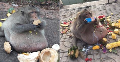 Severely Overfed Monkey To Get Treatment For Obesity To Help Him Lose