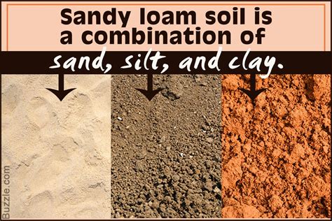 Sandy Soil Database Plants