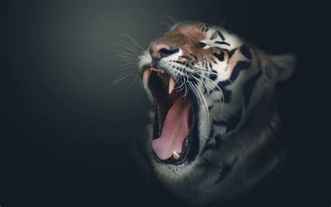 Hd wallpapers and background images. Tiger HD Wallpapers - Wallpaper Cave